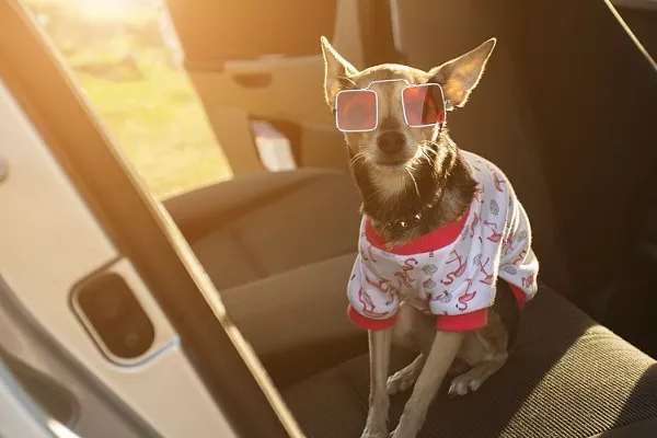 Умный Ford для вашего питомца