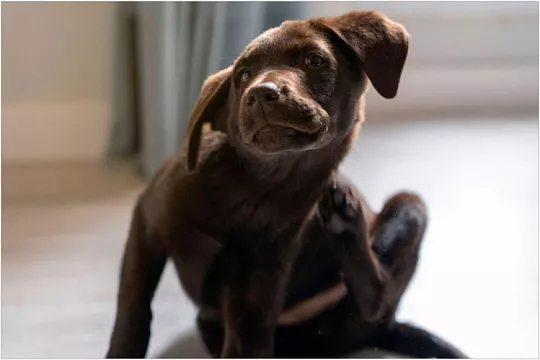 Демодекоз у собак