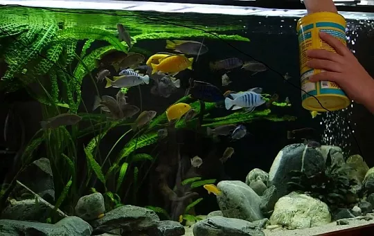 Как правильно кормить цихлид?