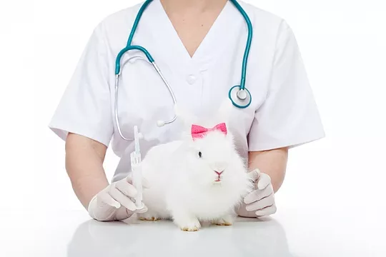 Нужны ли прививки домашним кроликам?