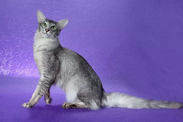 Мандарин (восточная длинношерстная)