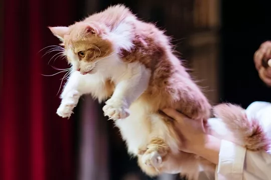 Театр кошек Куклачева учит детей ответственному отношению к питомцам