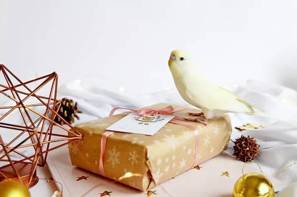 Что подарить попугаю на Новый год?