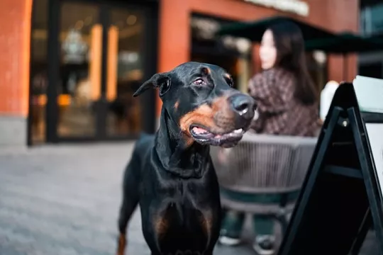 Опасная свобода: самовыгул собаки закончился уголовным делом