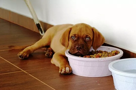 Щенок отказывается от еды при переезде