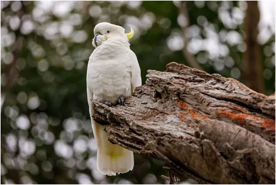 Нашли попугая: что делать