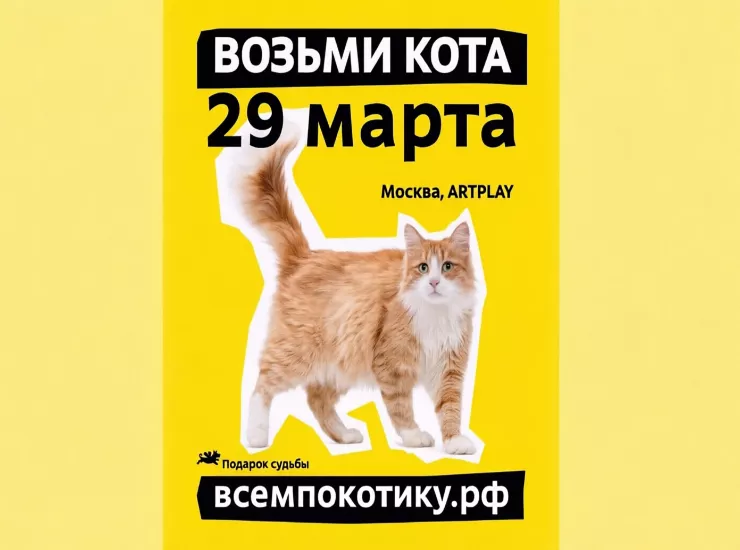 #Всемпокотику