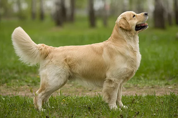 Золотистый ретривер (голден ретривер)