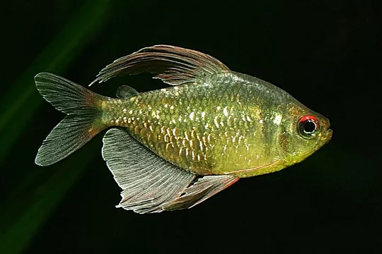 Болезни глаз аквариумных рыб