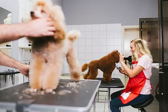 Как выбрать грумера?