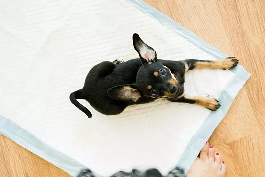 Как приучить щенка к пеленке?