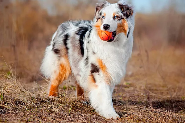 Австралийская овчарка (Аусси)