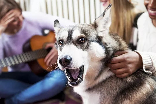 Почему собака постоянно лает?