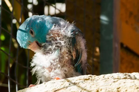 Осенняя линька попугаев и канареек