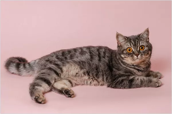 Шотландская прямоухая кошка (скоттиш-страйт)