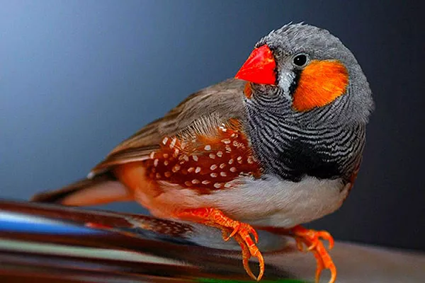 Амадины зебровые