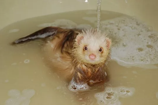 Купание хорька