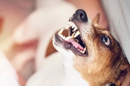 Собака укусила хозяина: что делать?