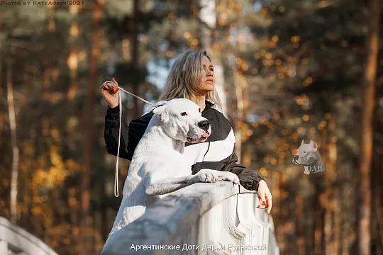 Как ухаживать за аргентинским догом?