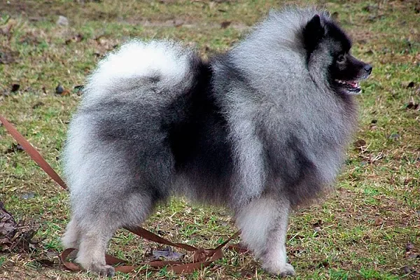 Кеесхонд (вольфшпиц)