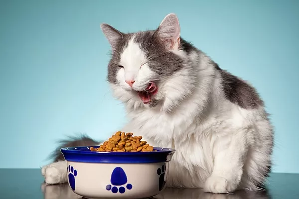 12 причин, почему кошку тошнит от корма