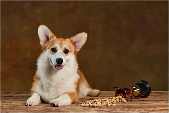 Можно ли собакам давать орехи