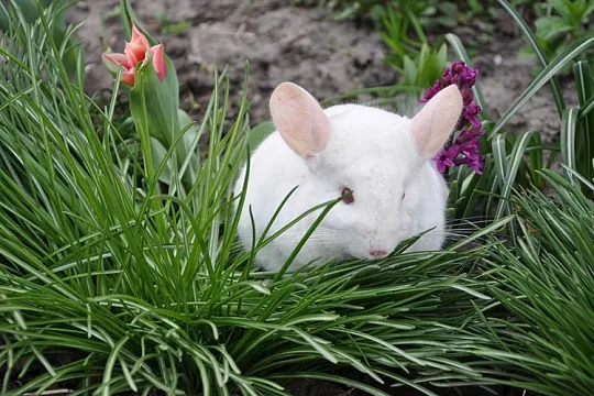 Можно ли гулять с шиншиллой на улице?