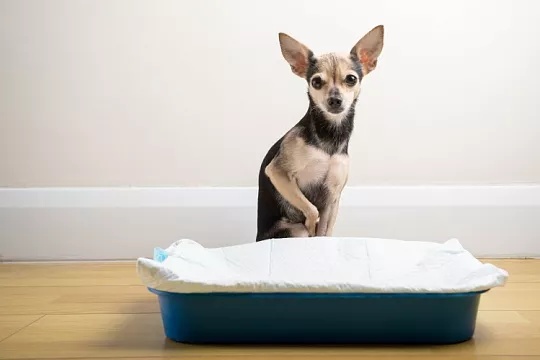 Как приучить собаку к лотку