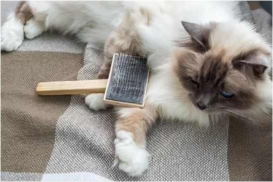 Как правильно вычесывать кошку