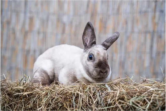 Кролик карликовый рекс: украшение дома