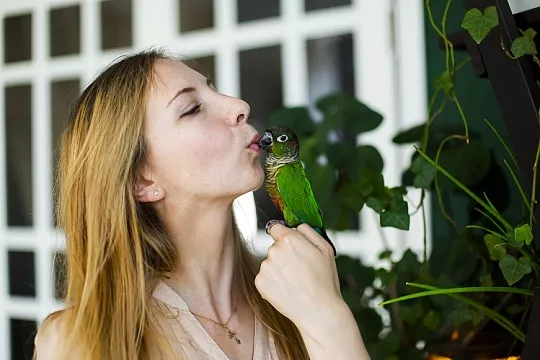 Как научить попугая разговаривать? Гайд от зооинженера