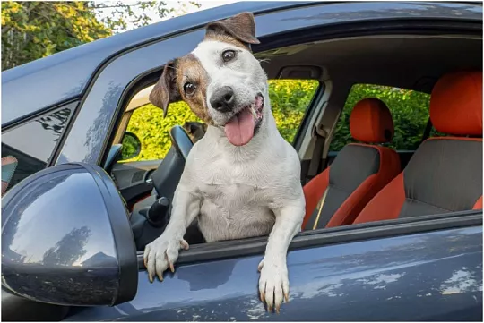В далекие края: как приучить собаку к поездке на авто