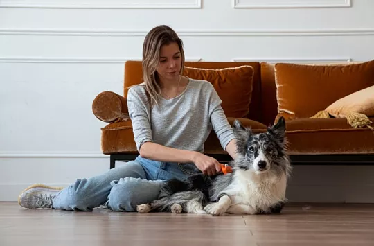 Почему кошки и собаки линяют