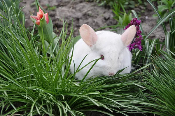 Можно ли гулять с шиншиллой на улице?