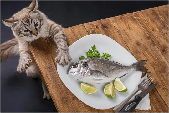 Аллергия у кошки: можно ли лакомства?