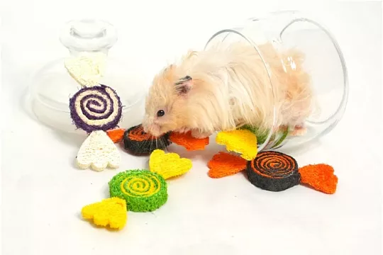 Bambini Pets: забота о самых маленьких питомцах