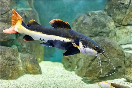 Краснохвостый сом: кричащий речной монстр