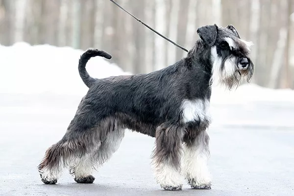 Цвергшнауцер