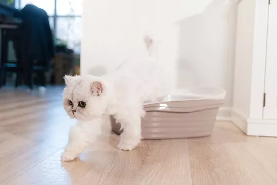 Наполнитель для котят: какие виды бывают и какой лучше выбрать