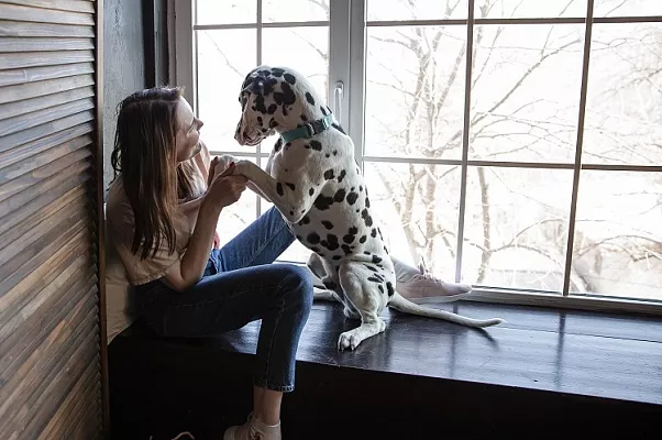 «Кажется, собака меня ревнует». Решение от кинолога 