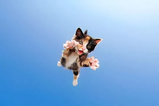 Кошка прыгает на лицо и кусается!