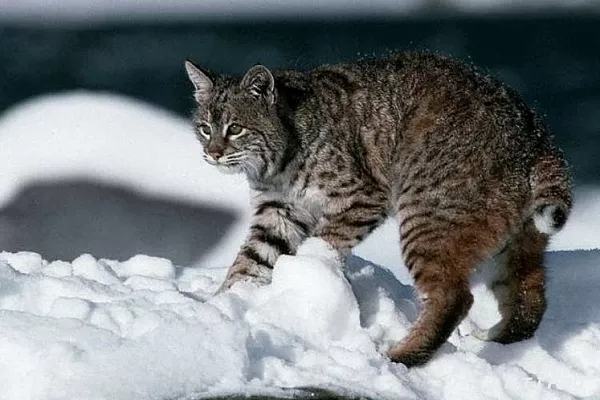 Рысь домашняя