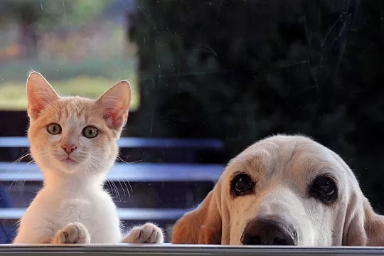 Стоит ли брать питомца из приюта?