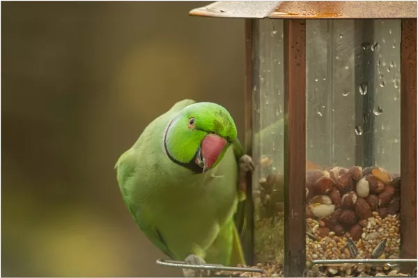 Ожереловый попугай: описание, характер и содержание дома