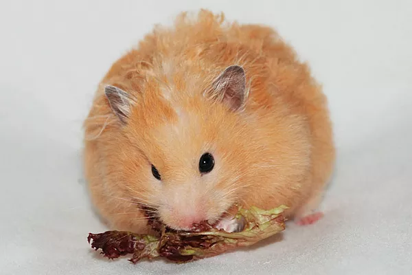 Ангорский хомяк