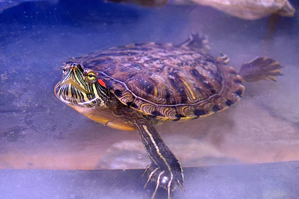 Красноухая черепаха