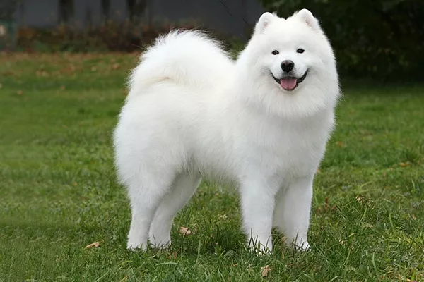 Самоедская лайка