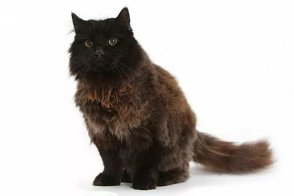 Шоколадный йорк