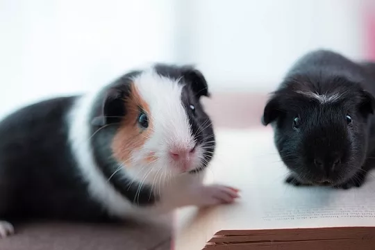 Морские свинки дерутся! Что делать?