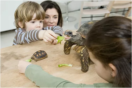 Как определить возраст черепахи: 3 способа